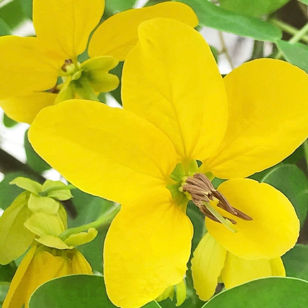 Barva na vlasy Rostlinná barva na vlasy SENNA-CASSIA (BEZBARVÁ) 100 g Khadi fotografie č. 4