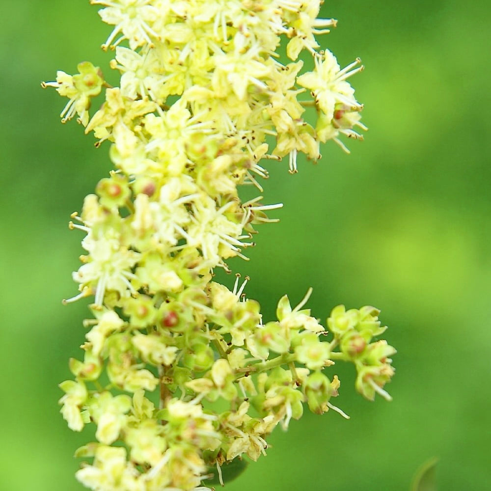 Barva na vlasy Rostlinná barva na vlasy ZLATÁ HNĚDÁ 100 g Khadi fotografie č. 4