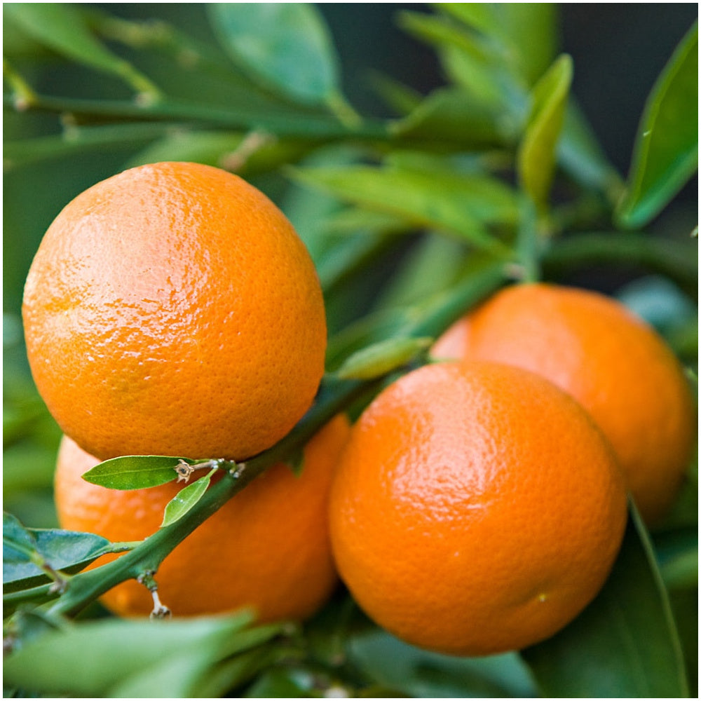 Éterický olej Éterický olej Mandarinka červená BIO Lifestyle Florihana fotografie č. 1