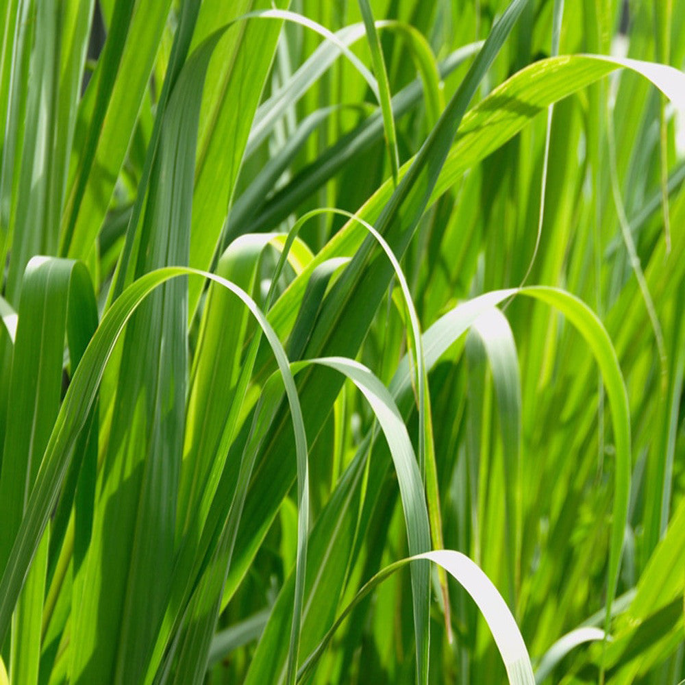 Éterický olej Éterický olej Palma růžová BIO Lifestyle Florihana fotografie č. 1