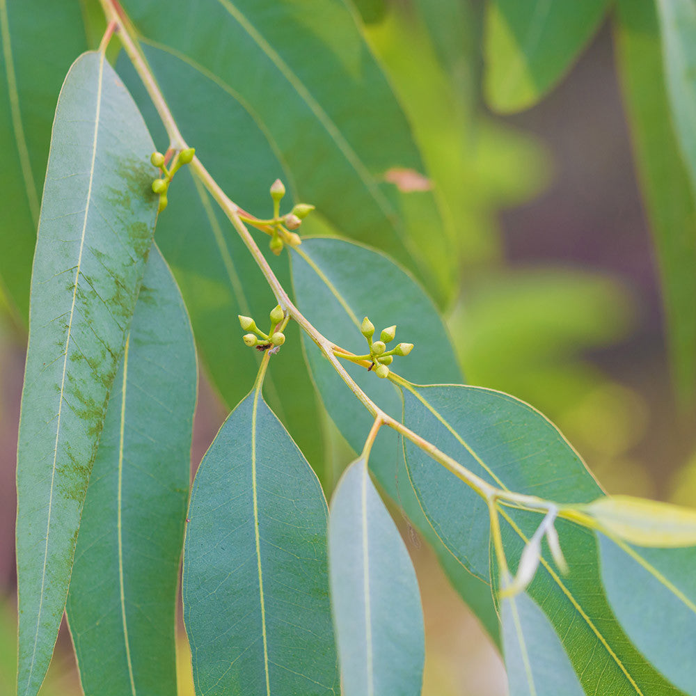 Hydrolát-Květová voda Hydrolát Eukalyptus globulus BIO Lifestyle Florihana fotografie č. 1