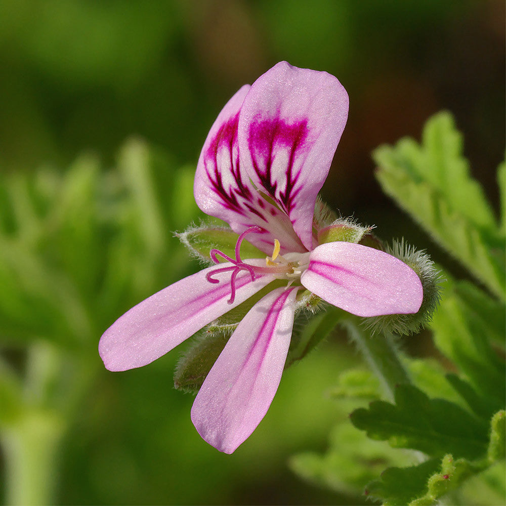 Hydrolát-Květová voda Hydrolát Geranium BIO Lifestyle Florihana fotografie č. 1
