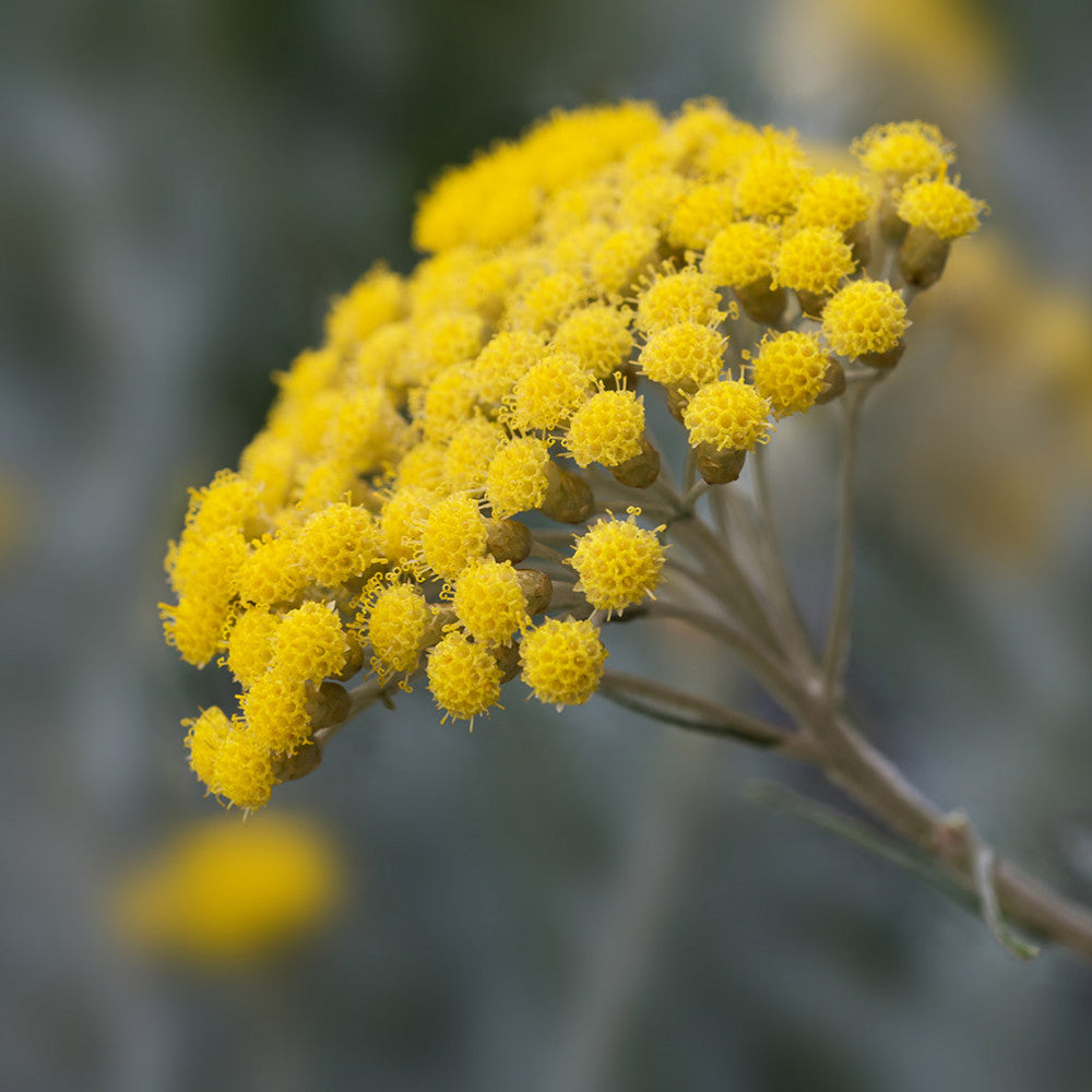 Hydrolát-Květová voda Hydrolát Helichrysum BIO Lifestyle Florihana fotografie č. 1