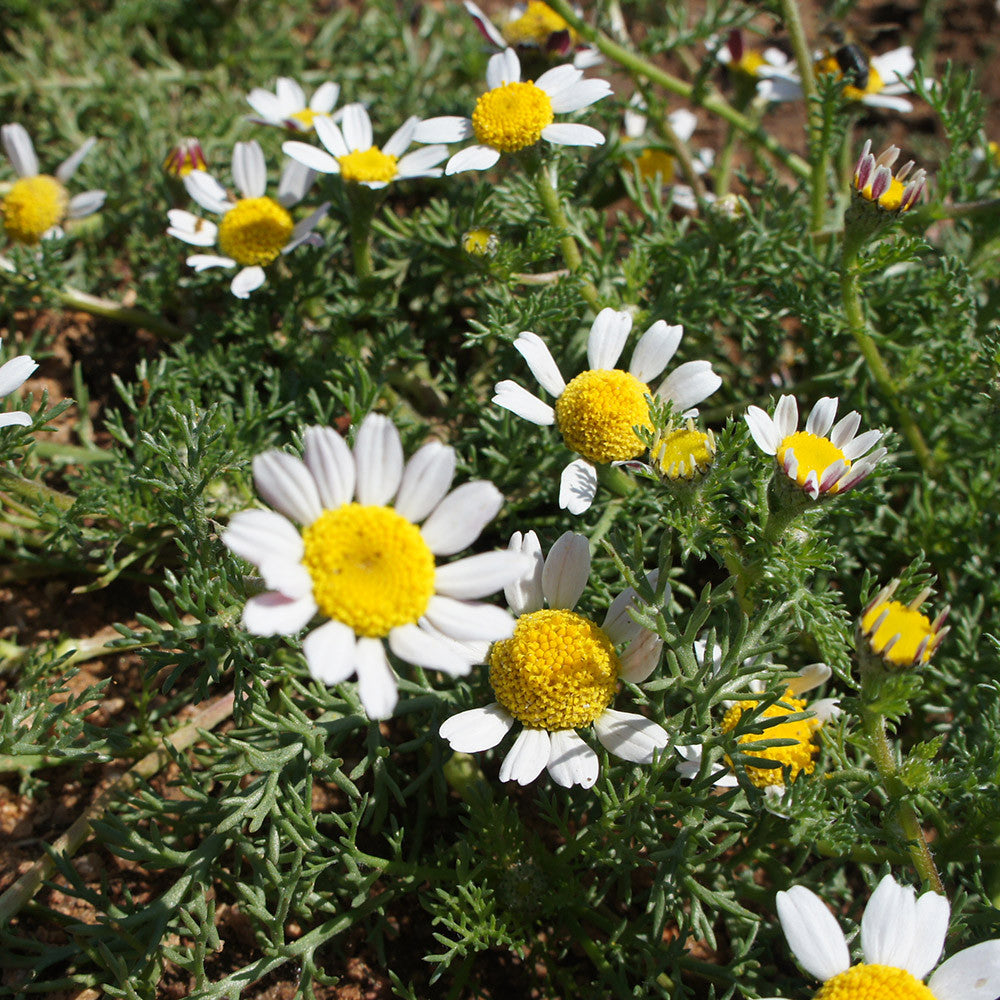 Hydrolát-Květová voda Hydrolát Heřmánek římský BIO Lifestyle Florihana fotografie č. 1