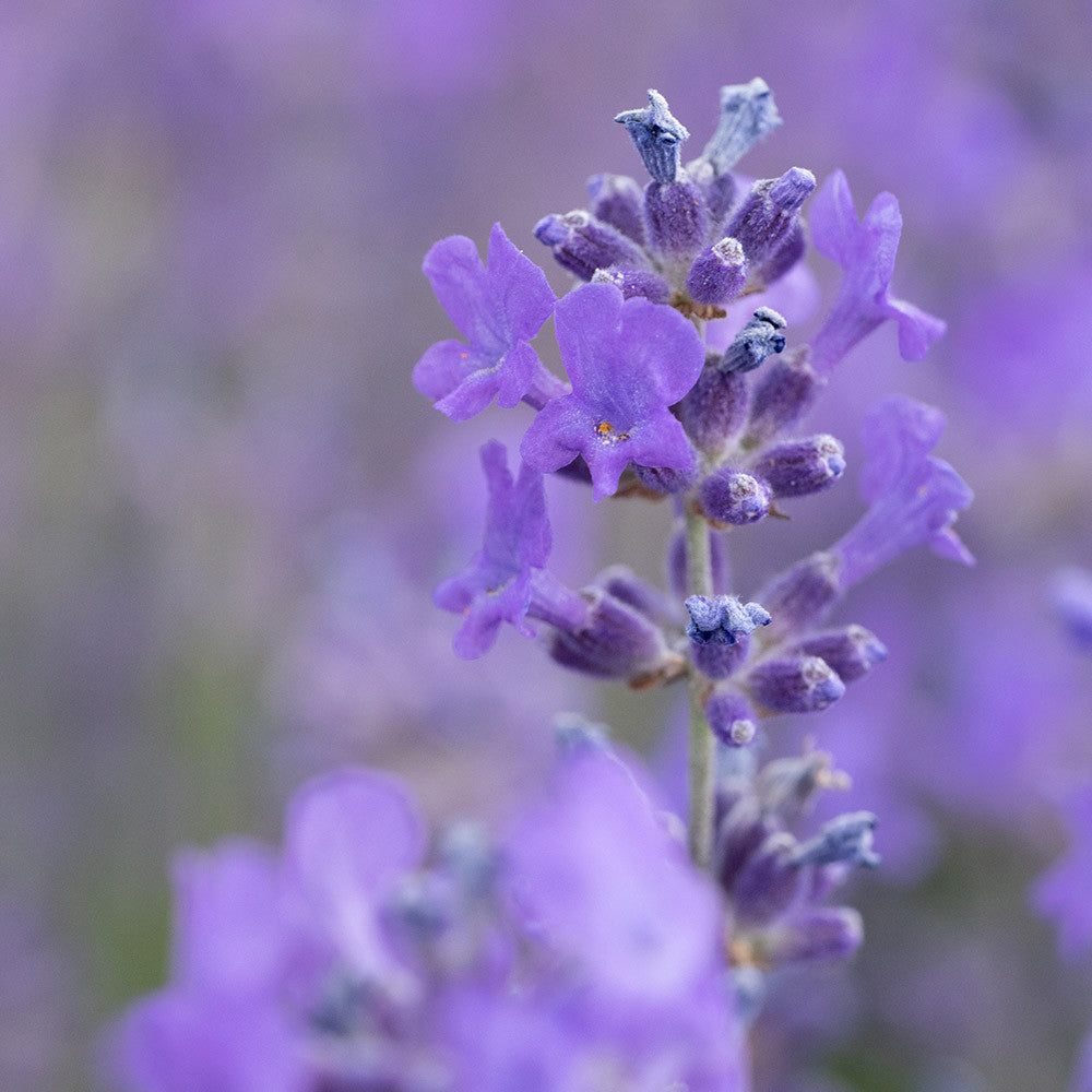 Hydrolát-Květová voda Hydrolát Levandule divoká BIO Lifestyle Florihana fotografie č. 1