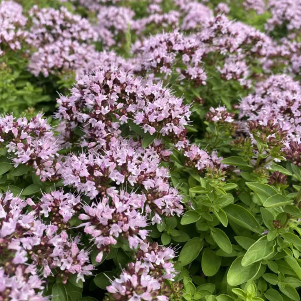 Hydrolát-Květová voda Hydrolát Oregano BIO 200 ml Oshadhi fotografie č. 2