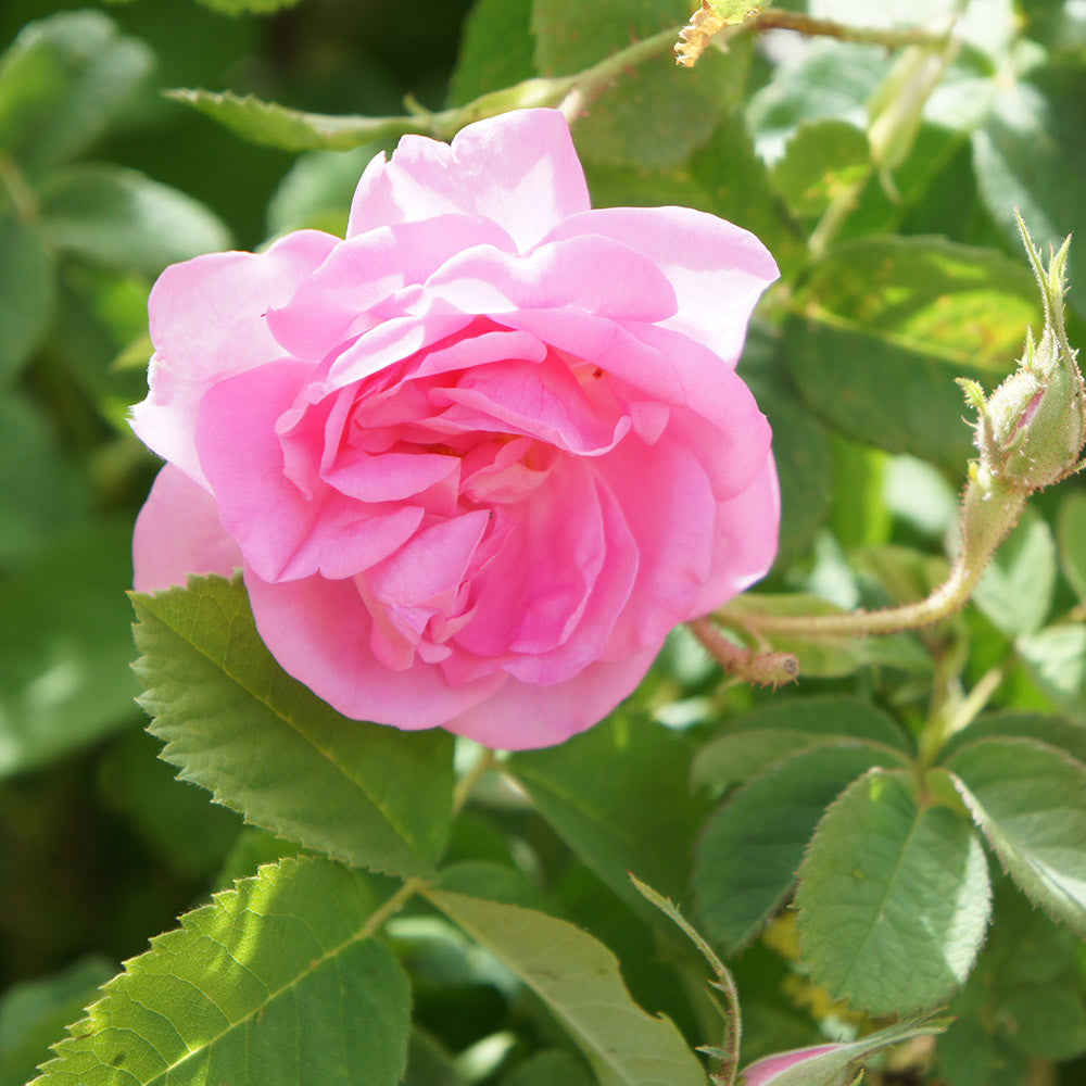 Hydrolát-Květová voda Hydrolát Růže stolistá BIO Lifestyle Florihana fotografie č. 1