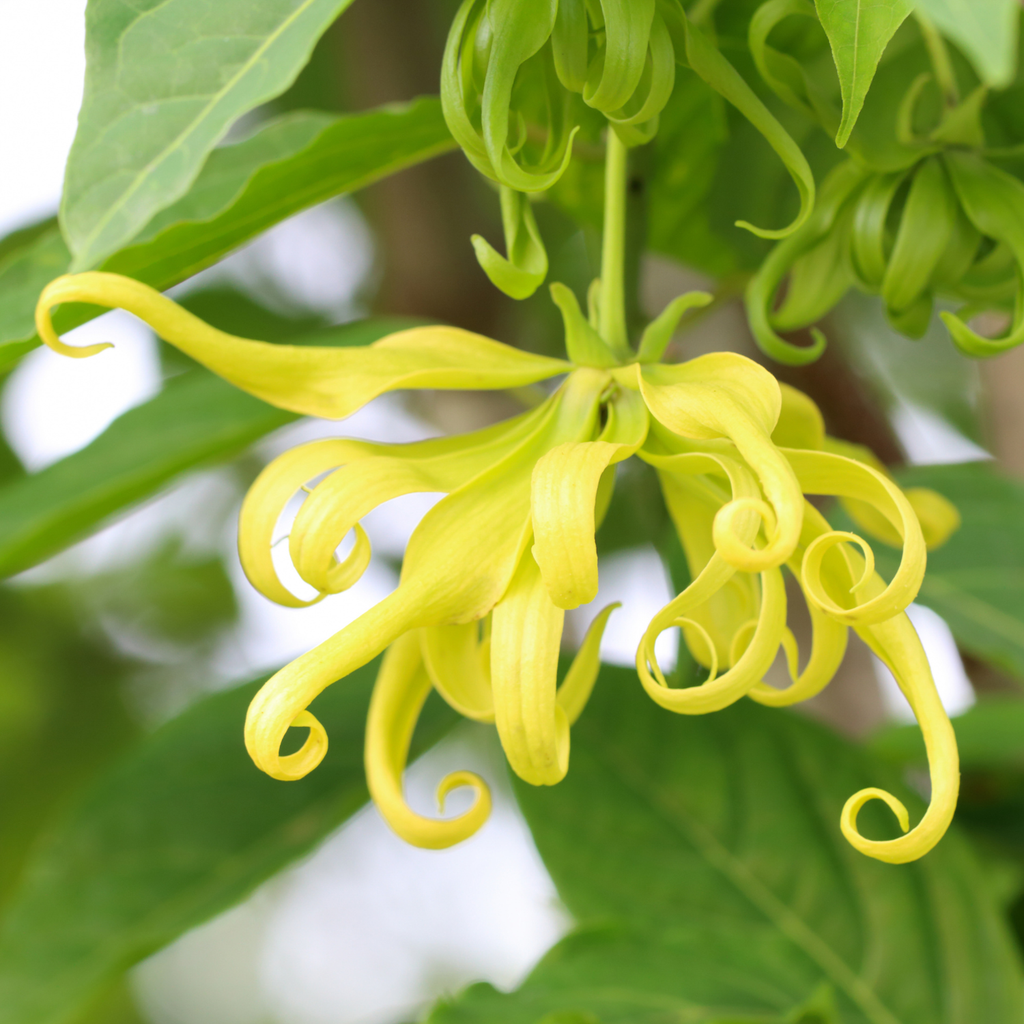 Hydrolát-Květová voda Hydrolát ylang ylang BIO Lifestyle Florihana fotografie č. 1
