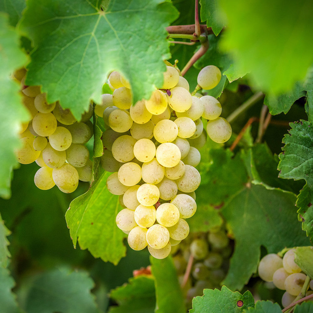 Jednodruhový olej Olej z hroznových jader BIO Lifestyle Florihana fotografie č. 1