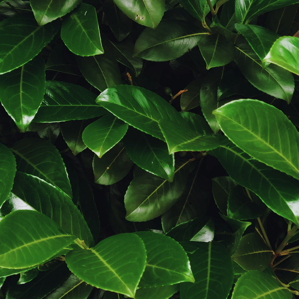 Kafrová mast COLD DAYS Přírodní kafrový balzám s prohřívacími a uvolňujícími účinky 40 ml Almara Soap fotografie č. 2