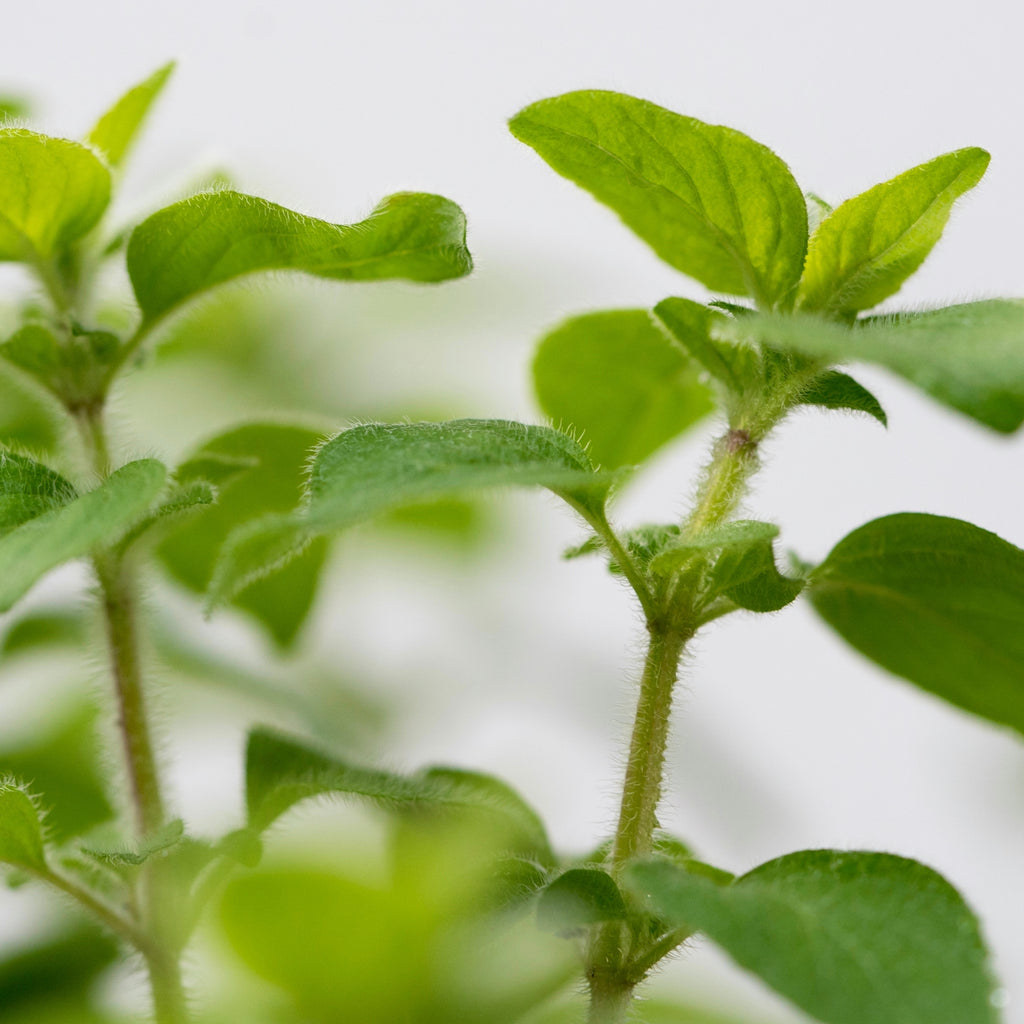 Přísada do koupele Měsíčková koupel při nachlazení 75 ml Weleda fotografie č. 2