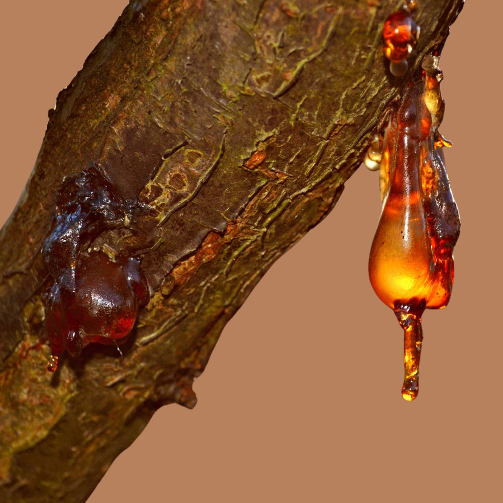 Šampon Bio Práškový šampon DRAČÍ KREV pro svědící pokožku hlavy a lupy NÁPLŇ 250 g Eliah Sahil fotografie č. 2