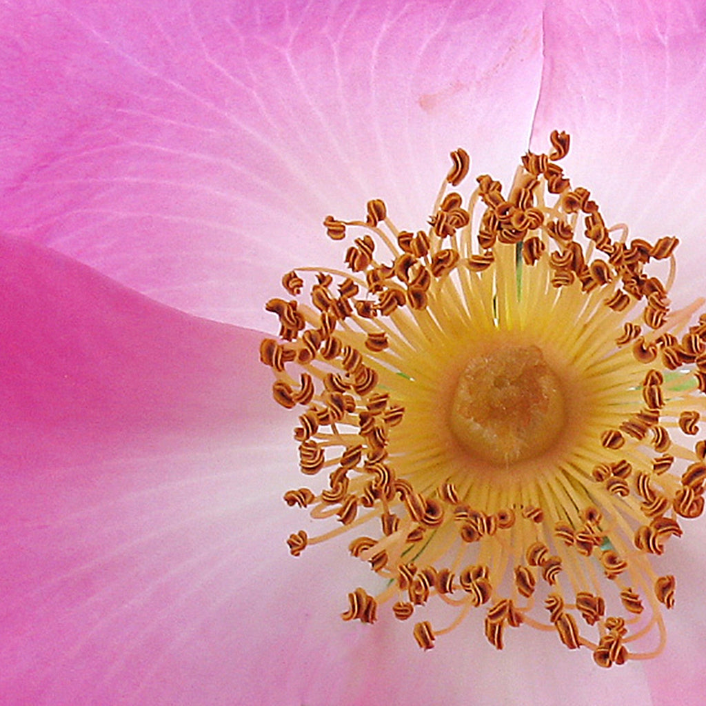 Tělové mléko Zjemňující tělové mléko Divoká růže 250 ml Weleda fotografie č. 2